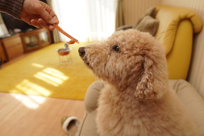 おやつを与えられている犬