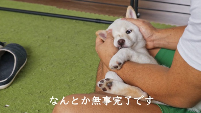 飼い主の膝の上に寝転がる子犬