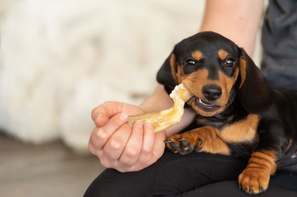 ガムを噛む子犬