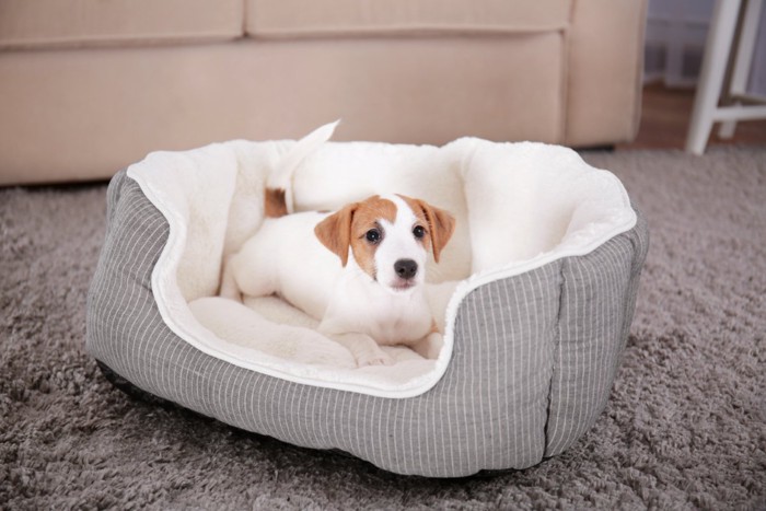 ベッドに入る子犬