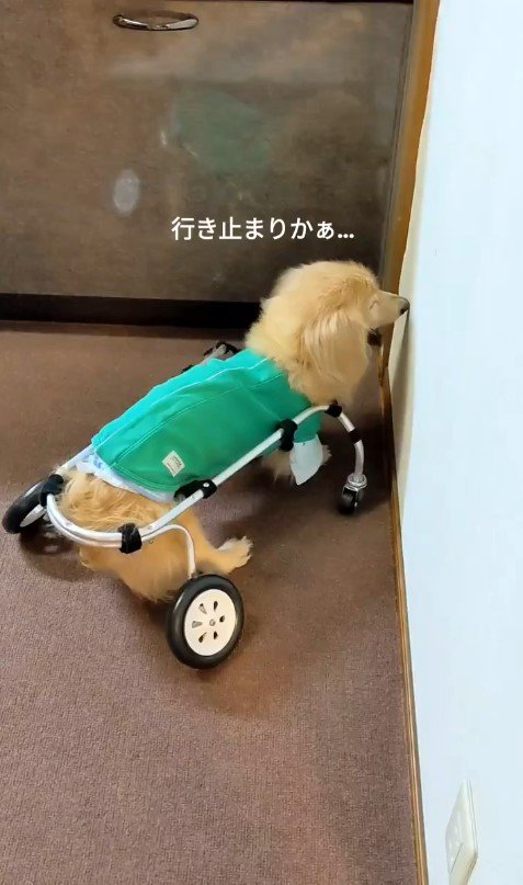 車いすで方向転換するまふぃん君