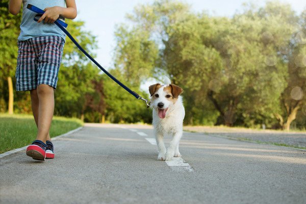 犬が上手に留守番するためのコツ