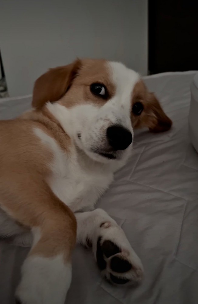 横目で見る犬