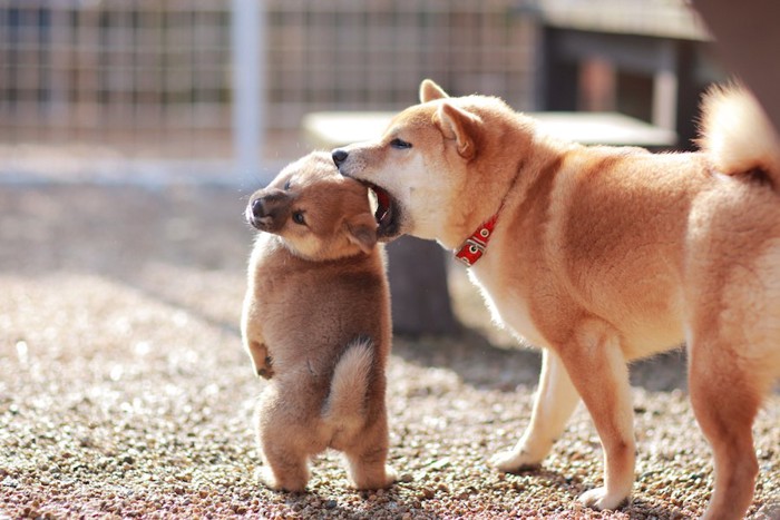 子犬を噛んで叱る母犬