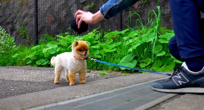 頭に目隠しをズらした犬