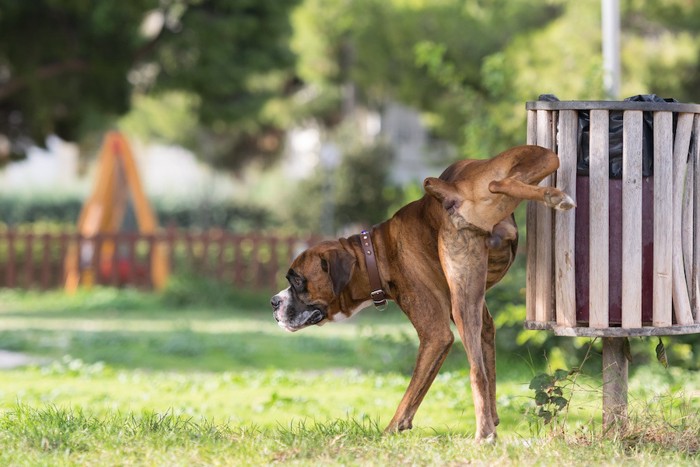 脚を上げてオシッコをするボクサー犬