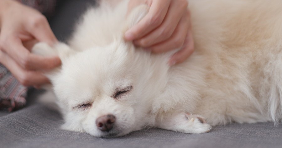 犬の両耳に触れている