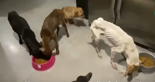 食べ始めた犬たち