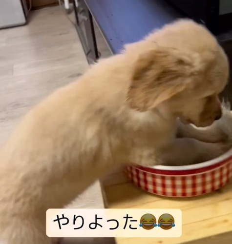 お水で遊ぶ子犬