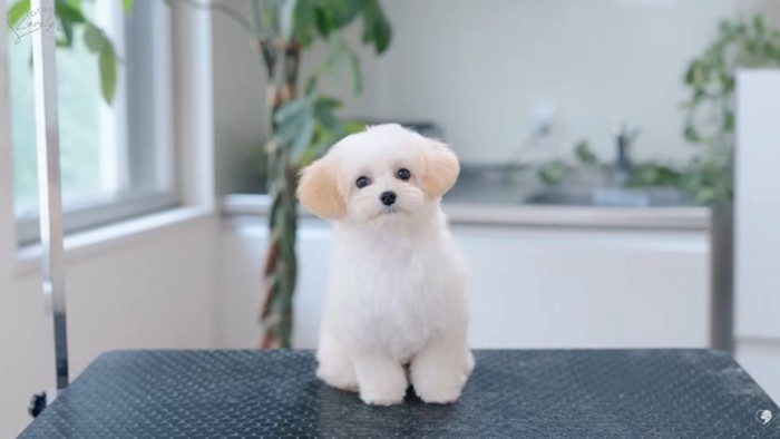 トリミング後のぽぬちゃん