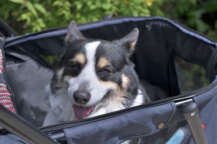 カートで散歩する老犬