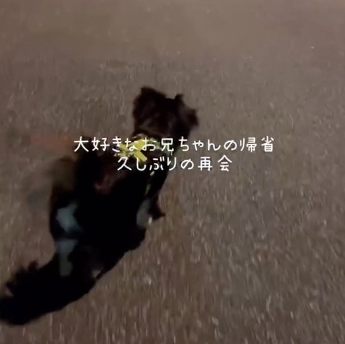 歩くチワワ