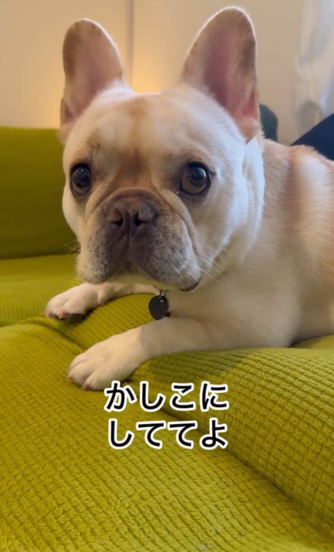 ちはやちゃん＆いろは君の外出時と帰宅時の反応3