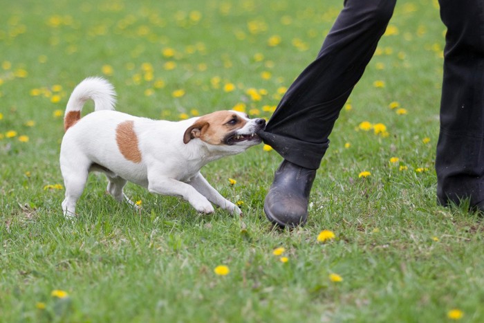 ズボンの裾に噛みつく犬