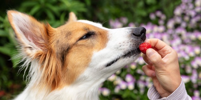 犬にいちごを与える