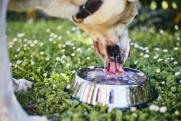 外で水分補給する犬