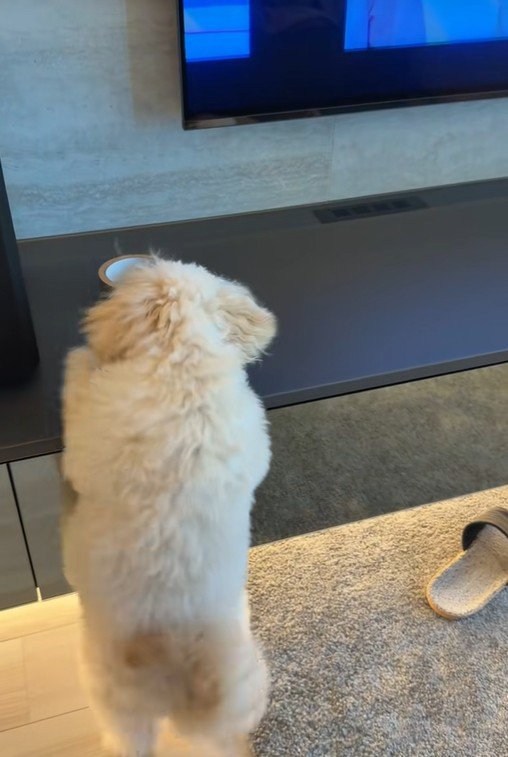 ガムテープを取りたいぬい君4