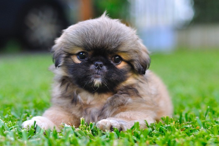 原っぱで伏せているペキニーズの子犬