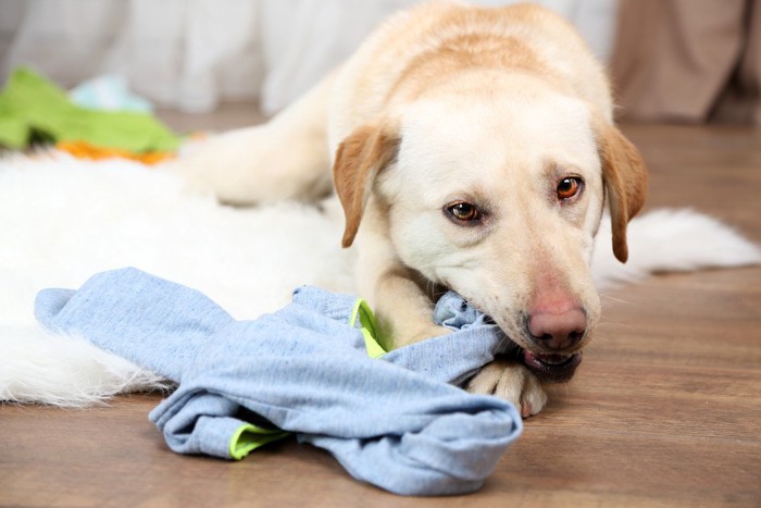 服を噛んで遊ぶ犬