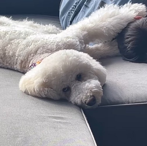 男の子の背中に前足を乗せて、飼い主を見つめる犬