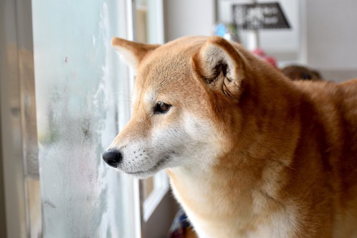 窓辺で外を眺めている犬