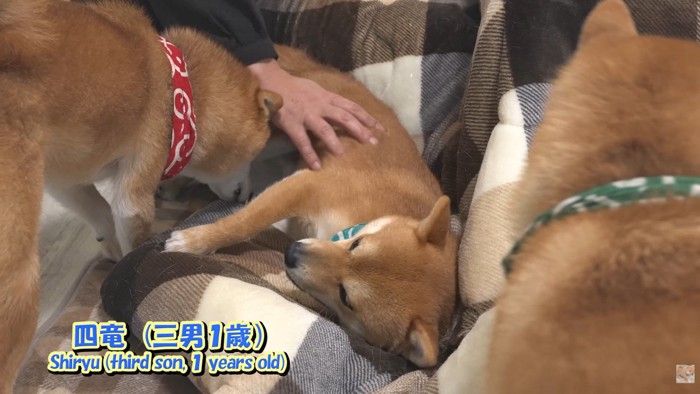 四竜くんが飼い主さんに甘えに行ったら…