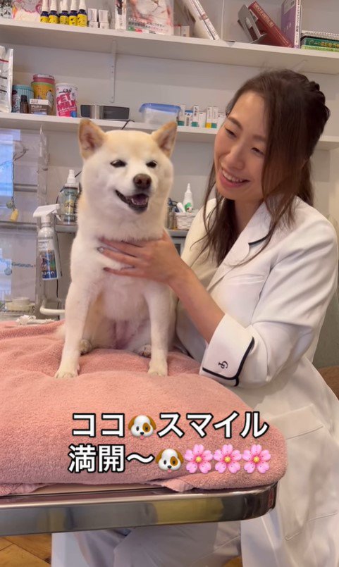 鍼治療を受けるココちゃん10