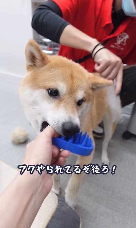 ブラッシング中のフクちゃん5