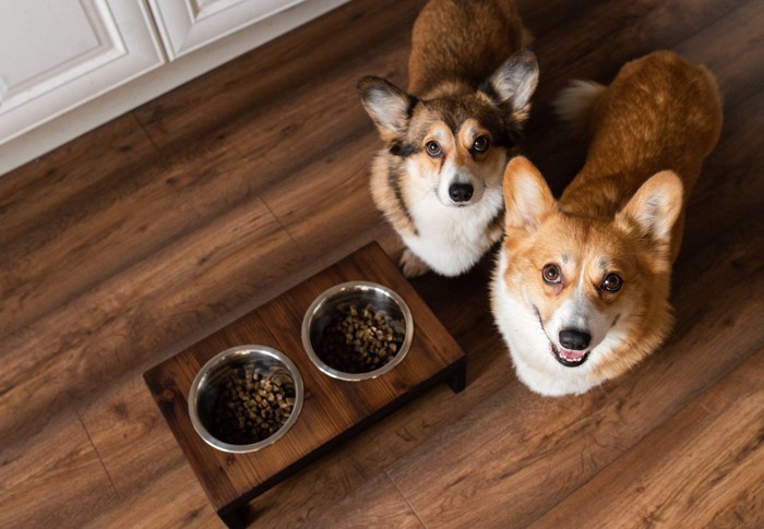 食べるのを待つ犬