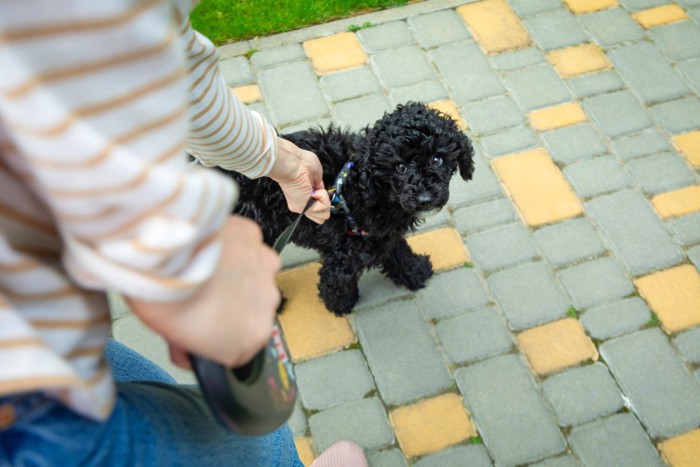 黒い子犬の散歩
