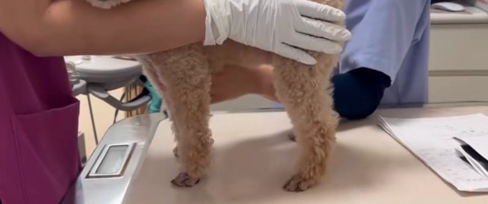 診察台の上に乗る犬