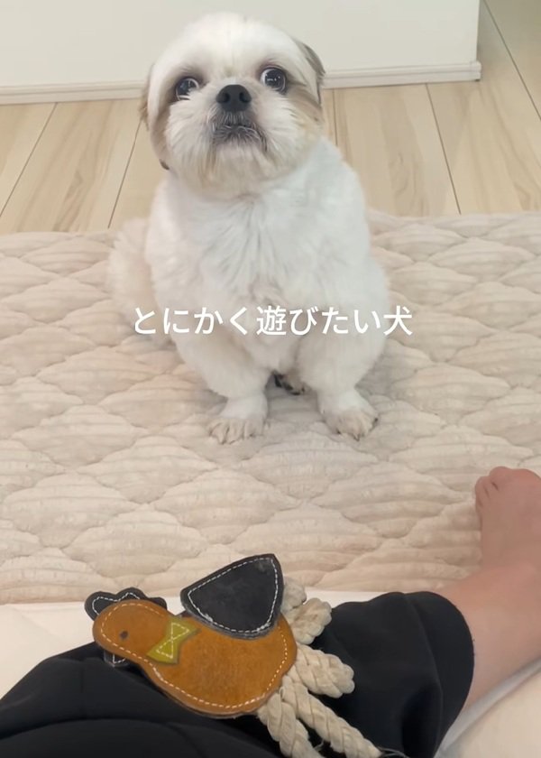 お願いするちろ君