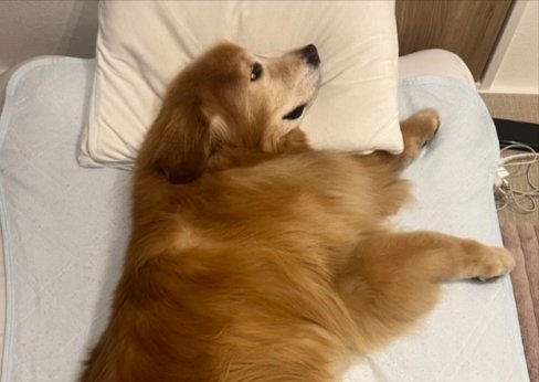 ゴル