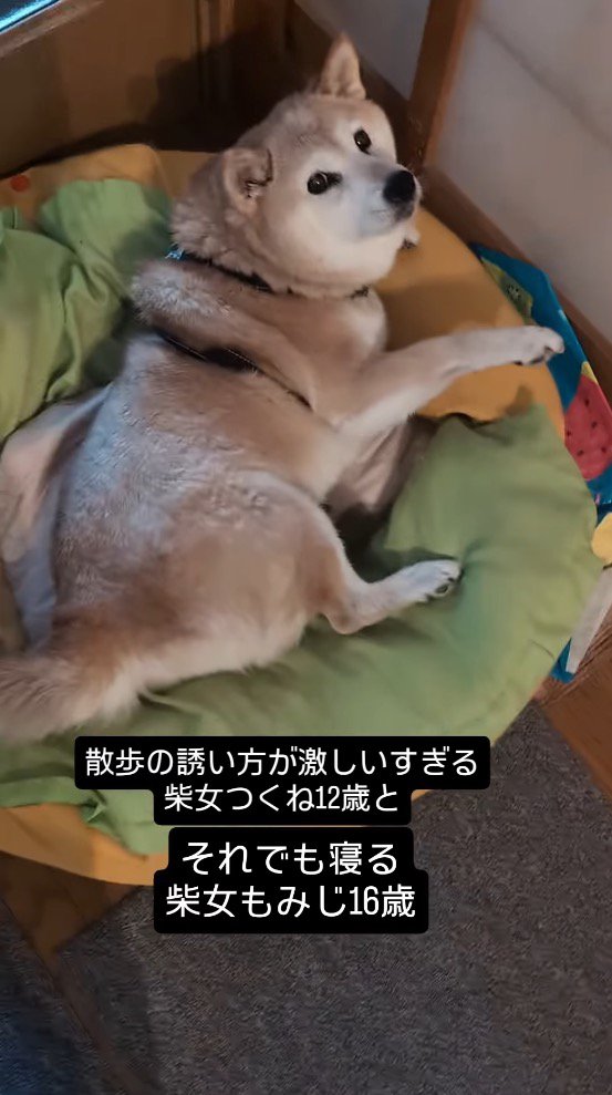クッションの上で身を起こすお姉ちゃん犬