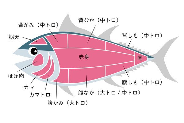 犬が食べられるマグロの部位