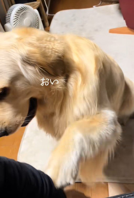 甘えん坊なＱ太くん