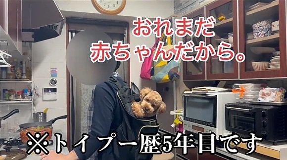 トイプー歴5年目のバッキーくん
