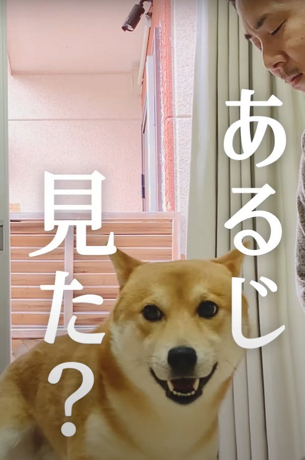 「あるじ見た？」という犬