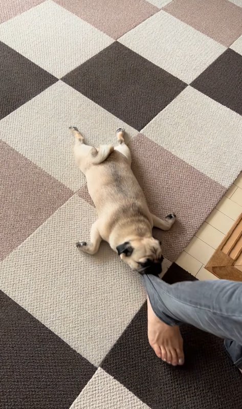 裾をくわえている小型犬