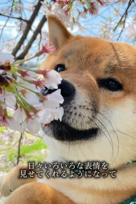 たくさんの表情を見せてくれるように