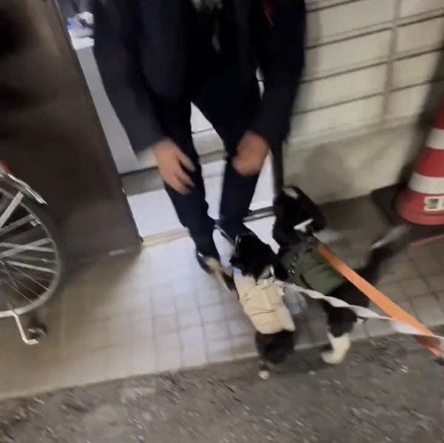 お巡りさんに駆け寄る犬たち