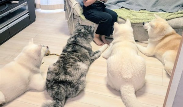 可愛すぎる