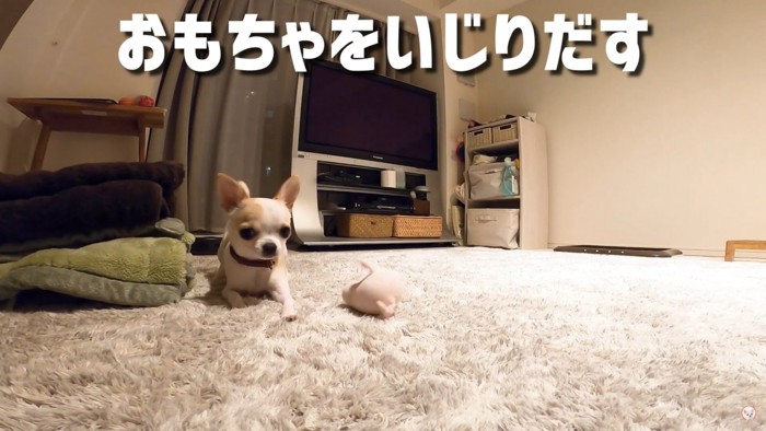 おもちゃと犬