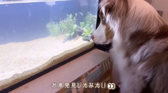 水槽の前に座るオーストラリアン・シェパード