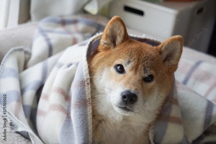 ブランケットに包まれる柴犬