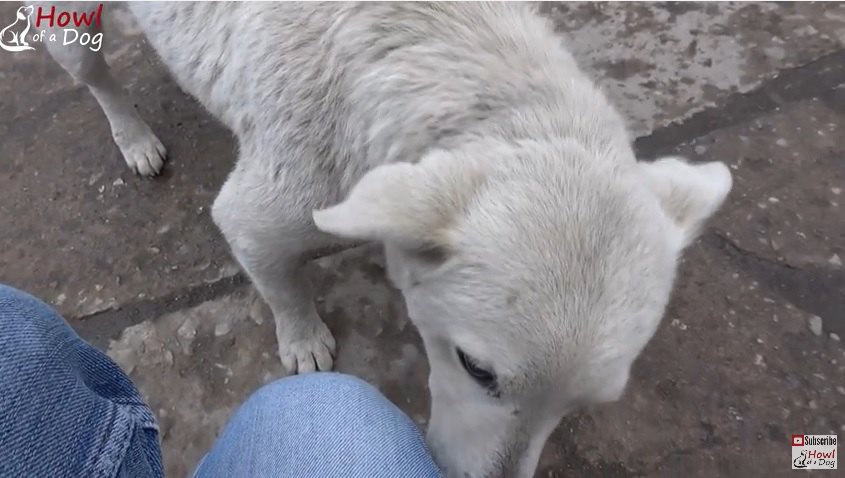 近寄る犬