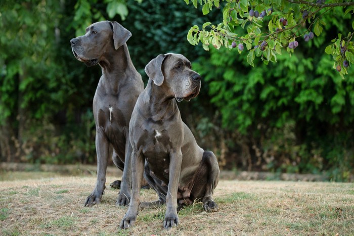 アイリッシュ・ウルフハウンドと体格が似ているグレート・デーン