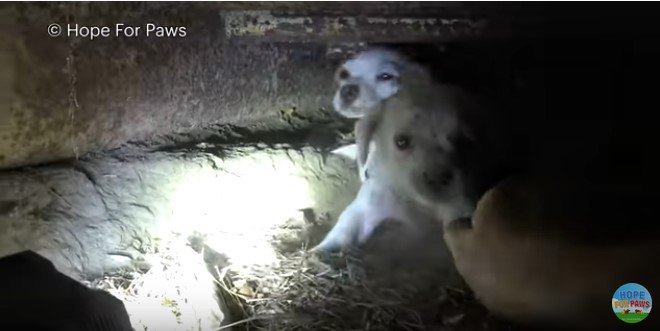 子犬を素手でつかまえる