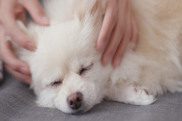 犬の頭に触れる