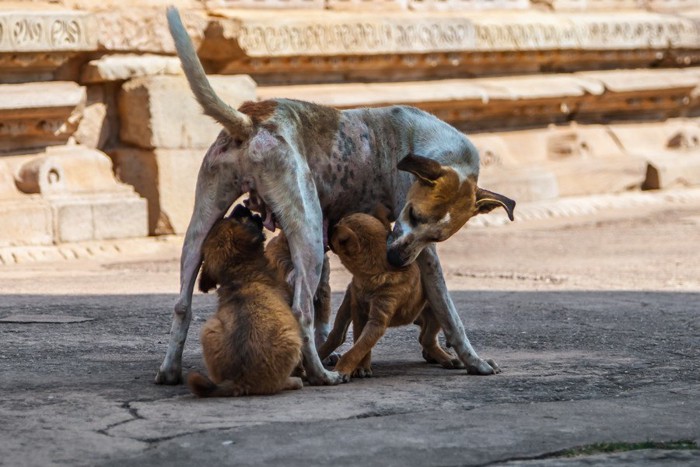 子犬に授乳中の母犬